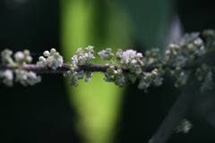 Debregeasia longifolia